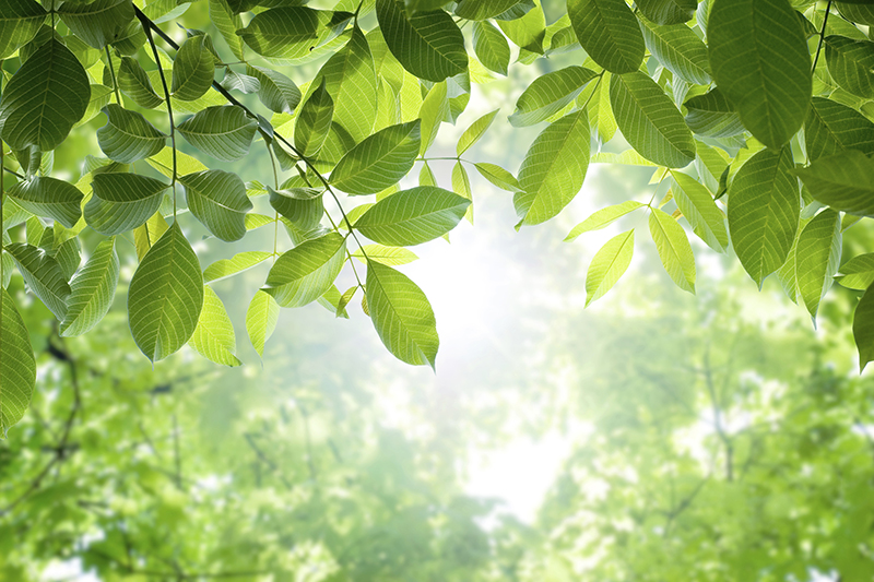 Environmental Pursuit of JTEKT Machinery Americas Corporation